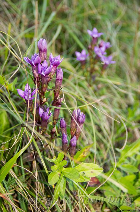 Field Gentian - Gentianella campestris, walk from Septmoncel IMGP3350.jpg